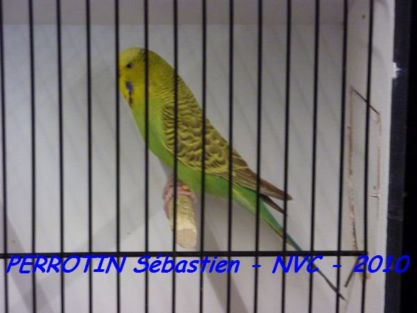 Perruche OndulÃ©e 2.jpg