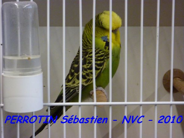 Perruche OndulÃ©e 4.jpg