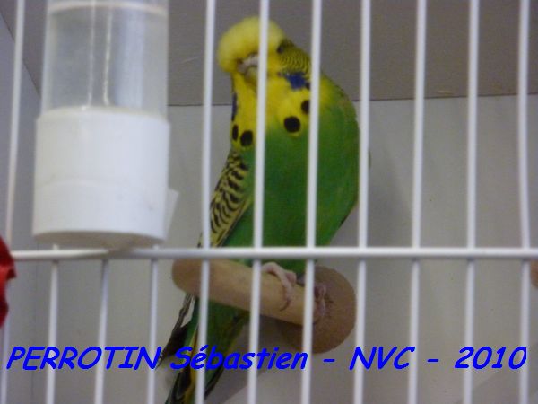 Perruche OndulÃ©e 5.jpg