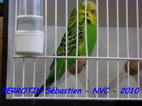 Perruche OndulÃ©e 6.jpg