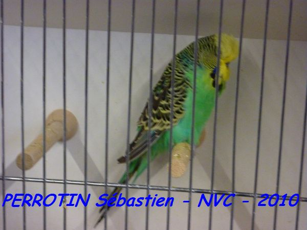 Perruche OndulÃ©e 7.jpg