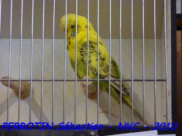 Perruche OndulÃ©e 8.jpg