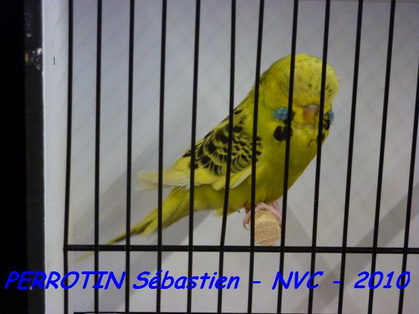 Perruche OndulÃ©e 9.jpg