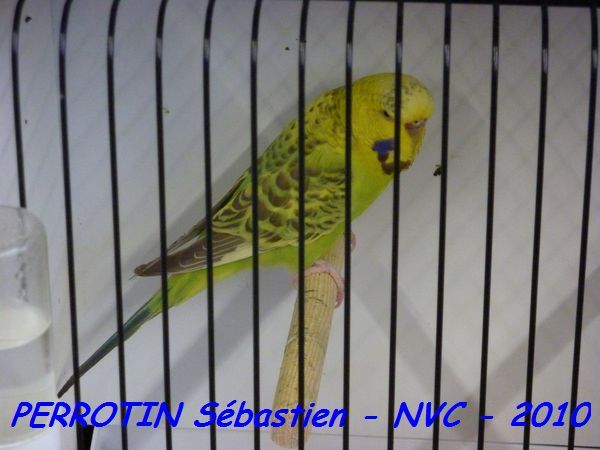 Perruche OndulÃ©e 10.jpg