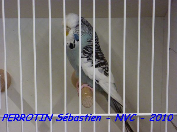 Perruche OndulÃ©e 11.jpg