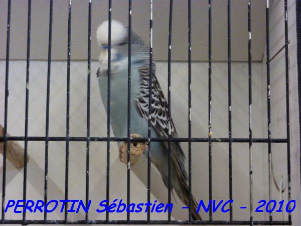 Perruche OndulÃ©e 12.jpg