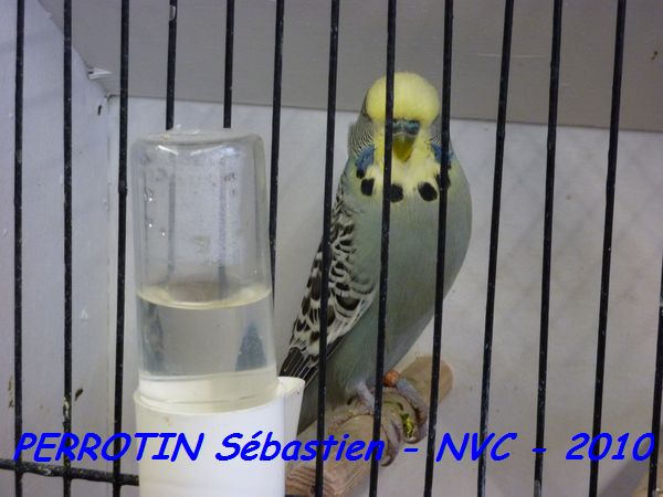 Perruche OndulÃ©e 13.jpg