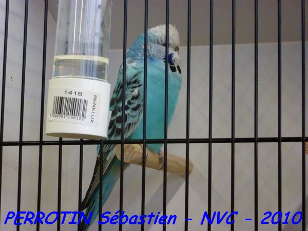 Perruche OndulÃ©e 14.jpg