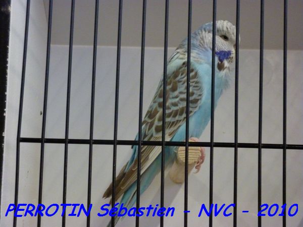 Perruche OndulÃ©e 15.jpg