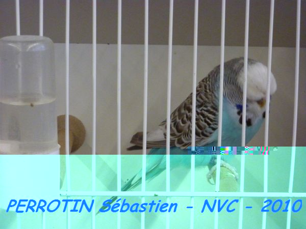 Perruche OndulÃ©e 16.jpg