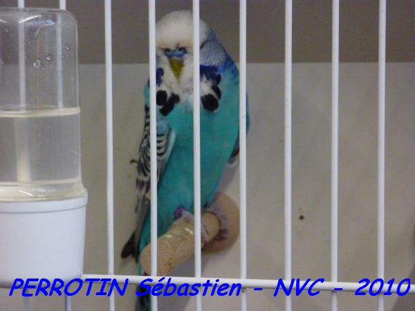 Perruche OndulÃ©e 17.jpg