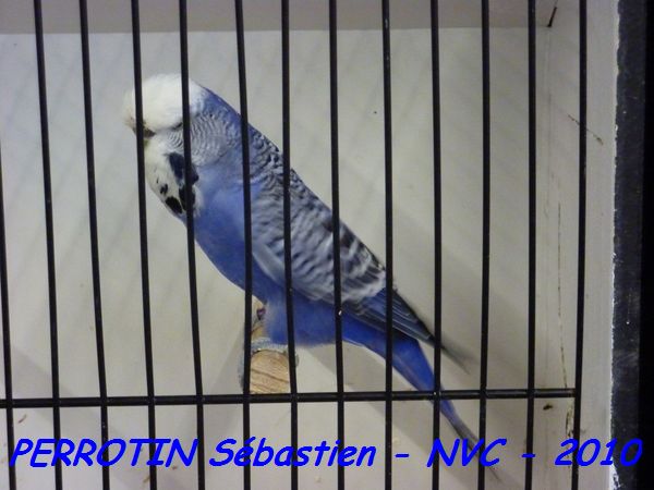 Perruche OndulÃ©e 18.jpg