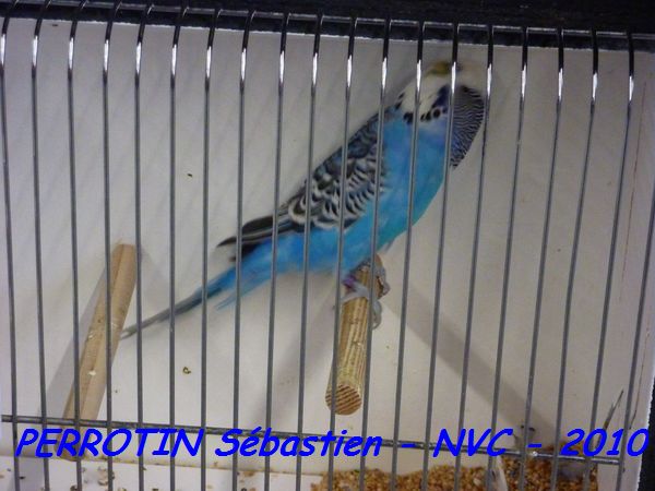 Perruche OndulÃ©e 19.jpg