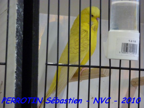 Perruche OndulÃ©e 20.jpg