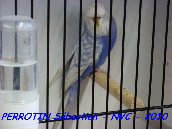 Perruche OndulÃ©e 21.jpg