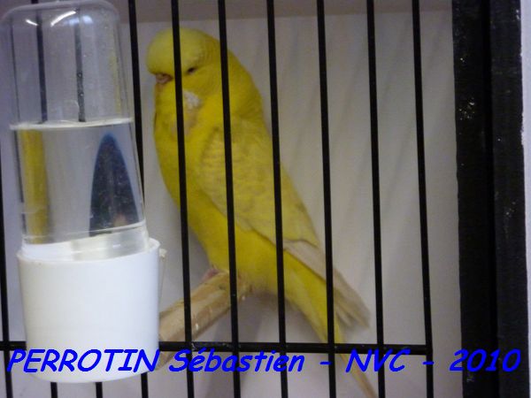 Perruche OndulÃ©e 22.jpg