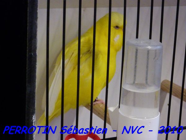 Perruche OndulÃ©e 23.jpg