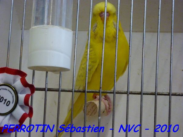 Perruche OndulÃ©e 24.jpg