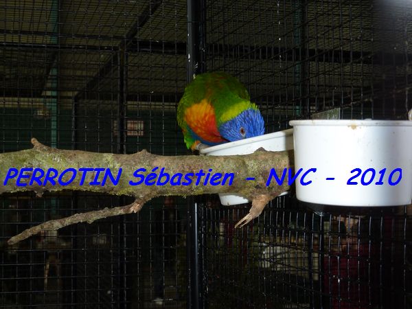 Loriquet de Swainson.jpg