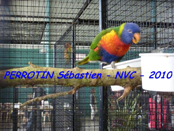 Loriquet de Swainson 2.jpg