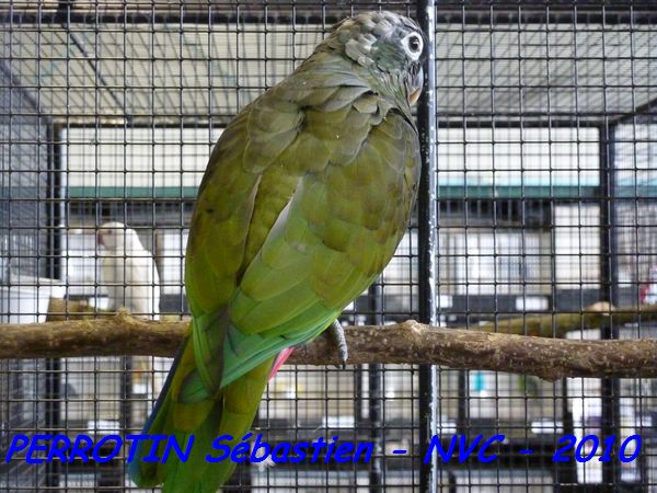 Pione de Maximilien.jpg