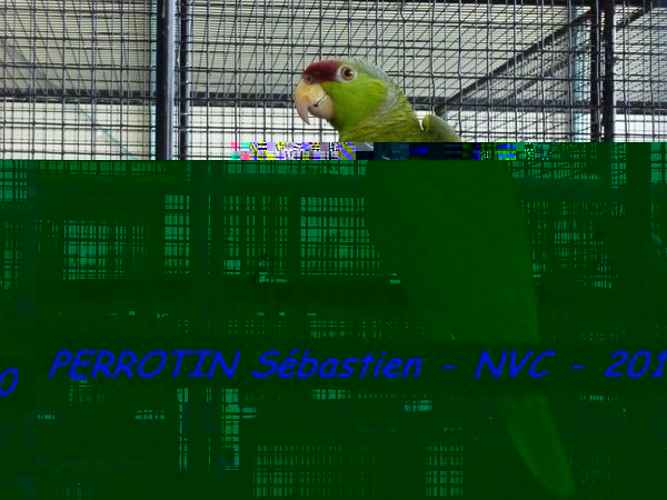 Amazone de Finsch.jpg