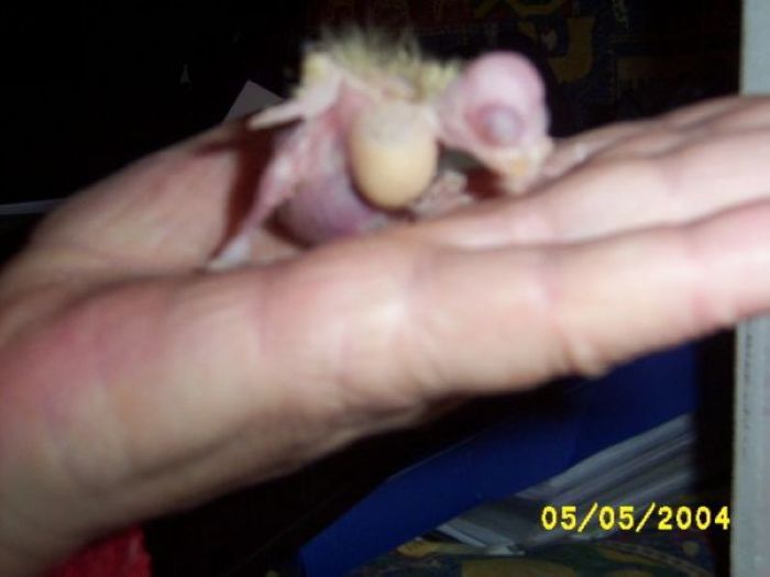 Lutino PanachÃ©e 8jours.jpg