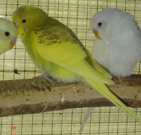 perruches bb jaune.jpg