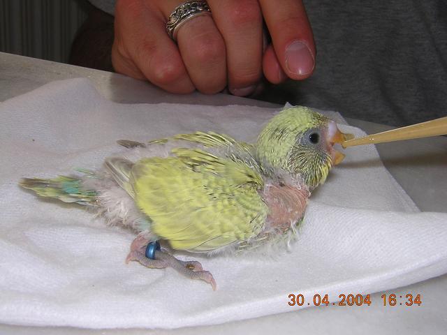 bÃ©bÃ©1 mange2.JPG