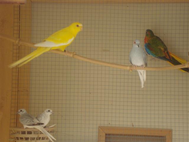 COLOMBES DIAMANT ET TURQUOISINES& ELEGANTE (Small).JPG