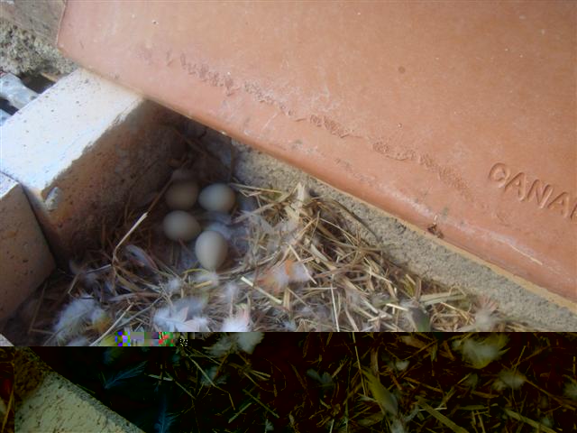 NID POUR CAILLE DE CHINE 02 (Small).JPG