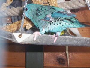 Perruche Catherine.jpg