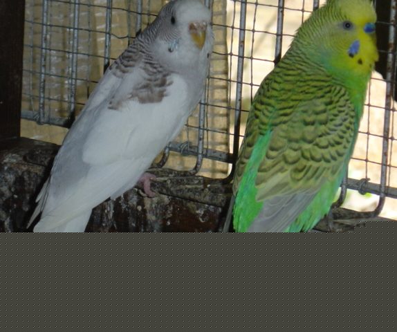 Couple vert- BMG.jpg