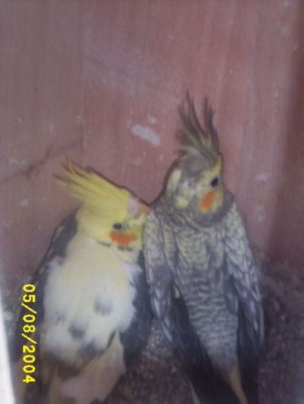 Calo BÃ©bÃ©s 002.jpg