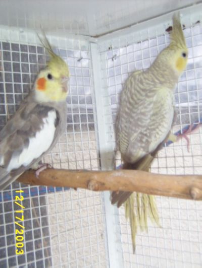 Calo Couple JJ 002.jpg