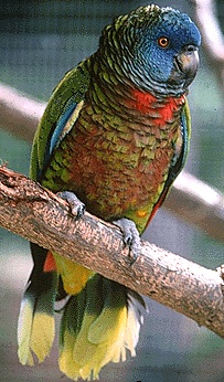 stLucy_parrot.jpg