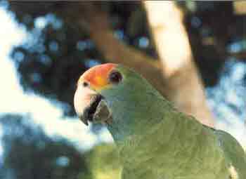 stLucy_parrot.jpg