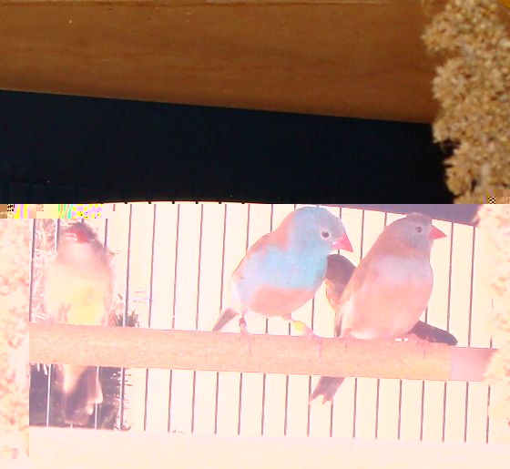 couple cap bleu  10.12.2010.jpg