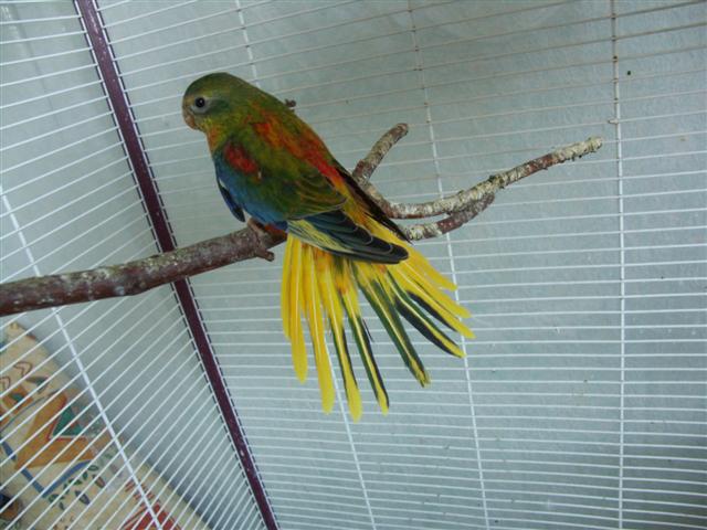 mes oiseaux 056 (Small).jpg