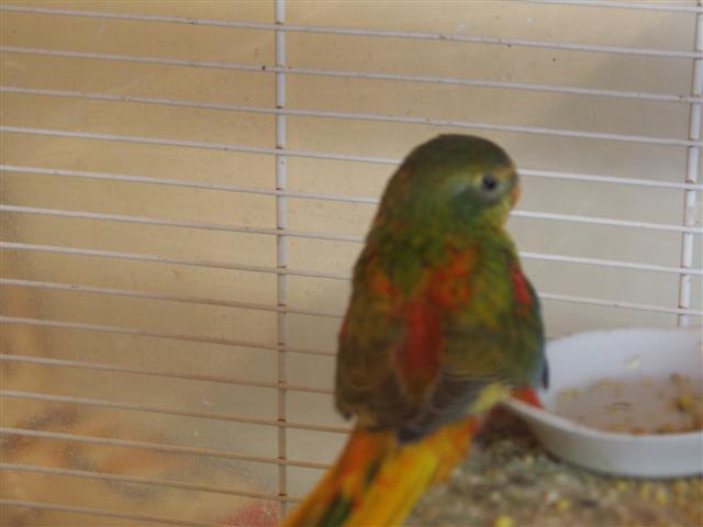 mes oiseaux 050 (Small).jpg