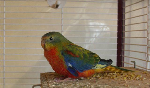 mes oiseaux 047 bis (Small).JPG