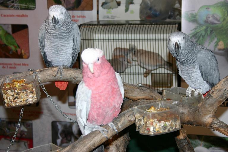 cacatoes et gris du gabon.jpg