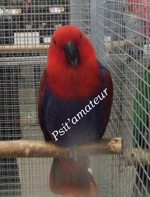Eclectus-femelle.jpg