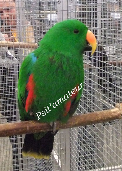 Eclectus-mÃ¢le-copie.jpg
