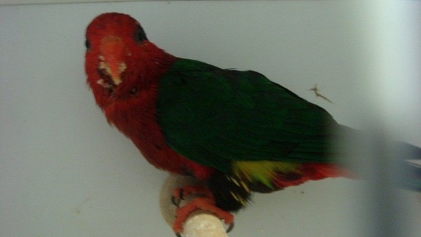 DSC07366 - Copie.JPG