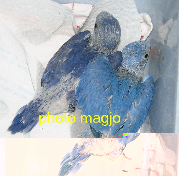 collier violet SF DF.JPG