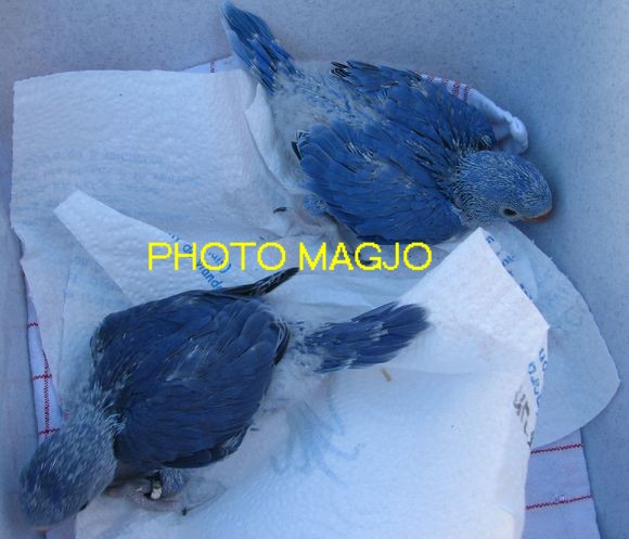 collier violet  SFet  DF.JPG