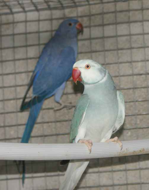 QUEUE CLAIRE VIOLET.jpg