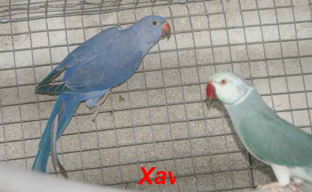 QUEUE CLAIRE VIOLET 2.jpg