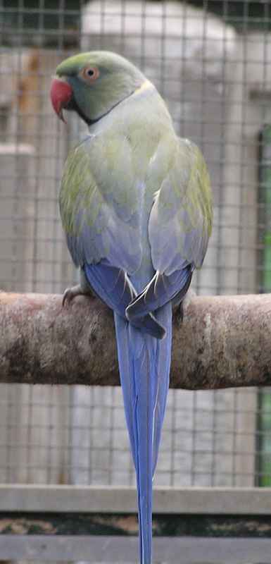 MALE VIOLET TURQUOISE ADULTE.jpg